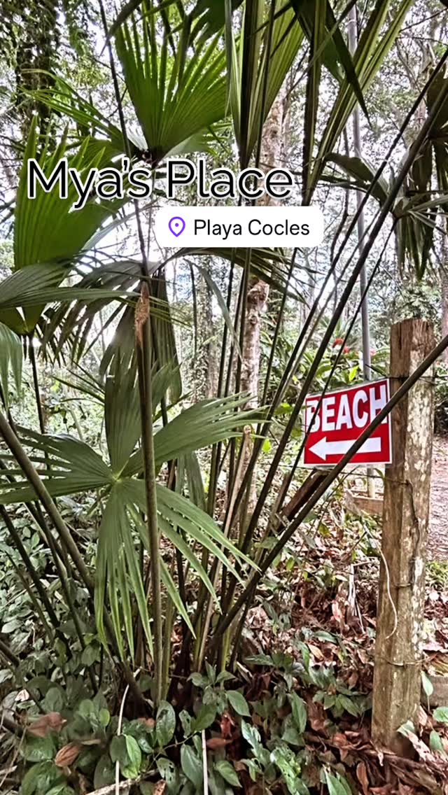 ¡Casita en el Paraíso! 🏝️ ☀️ 🌊 

Mya’s Place está ubicada a 75 metros de la hermosa playa de Cocles. 

La casita cuenta con: 
✨cama matrimonial 
✨cocina completamente equipada
✨Wifi
✨ Smart TV
✨ Parqueo privado 
✨Camaras de seguridad 
✨Ducha con agua caliente 
✨Aire acondicionado 

Para información o reservas al whatsapp: 📲 8609 2424 .

#caribe #costarica #puertoviejo #puravida #airbnb #playa #playa #caribesur #airbnbsuperhost #playacocles #casita #casitasenlaplaya